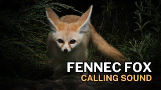 Fennec Fox Calling Sound [upl. by Pain]