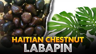 Whats the difference between Chestnut and Haitian Chestnut Labapin [upl. by Latnahs]