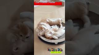 Chatons Source de Joie9cute chat cat cartoon love memes cat shortvideo catlover catlover [upl. by Reahard]