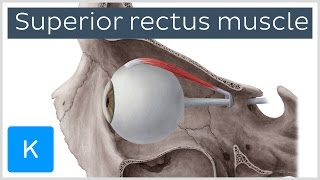 Superior Rectus Muscle of the Eye preview  Human Anatomy  Kenhub [upl. by Liamaj]