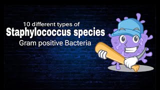 Staphylococcus species  Ten Different types of Staphylococcus  By AbuBakar Med Plus [upl. by Atlanta]