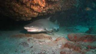 Aliwal Shoal Shark Alley amp Raggie Cave [upl. by Maribelle]