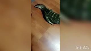 Godzilla the Argus Monitor stands up and walks on two feet on command [upl. by Collins]