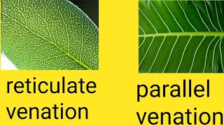 73 leaf  leaf venation  reticulate venation and parallel venation  reticulate  venation  leaf [upl. by Ahsener750]