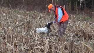 Pheasant Hunting with Pointers in Pennsylvania [upl. by Clarise986]