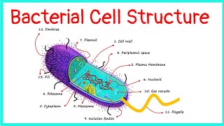 Bacterial Cell  Structure  Functions [upl. by Larena]