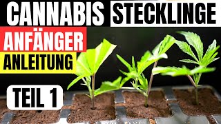 Cannabis Stecklinge schneiden für Anfänger Anleitung und Theorie bei KK Farming Österreich TEIL 1 [upl. by Nedi]