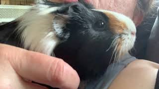 Hooting noise in guinea pigs [upl. by Rodrick]