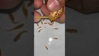 Malawi auratus cichlid fish gives birth to 28 baby fish 😍💪👍🙏 fish dolphin [upl. by Narruc]