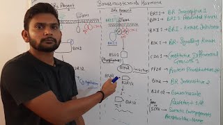 Brassinosteroids signalling pathwayPhytohormoneCSIR NET in Hindi [upl. by Kcinnay]