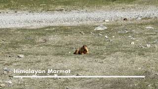 Himalayan Marmot [upl. by Grados]