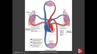 Medicine Histology of Organs  Chapter 11 A Circulatory System [upl. by Emmalee]