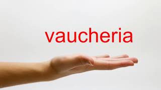 How to Pronounce vaucheria  American English [upl. by Nickola]