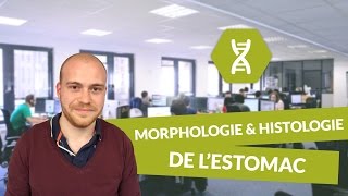 Physiologie digestive Morphologie et histologie de l’estomac  Physiologie  digiSchool [upl. by Lalaj]