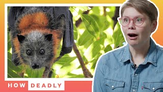 Are Bats the most misunderstood animals in Australia  REACTION [upl. by Hulburt]