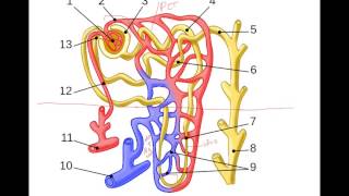 Urine Formation Glomerular Filtration [upl. by Anide928]