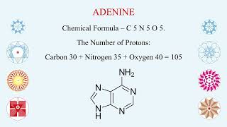 ATP  ADP  AMP  Three Energy Molecules  Hindi  Vital for Active Transport across Cell Membrane [upl. by Roth]