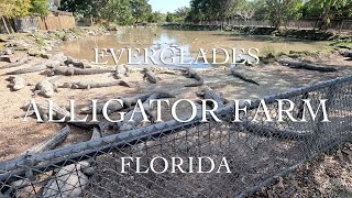 ALLIGATOR FARM POV  EVERGLADES  WALKING  MIAMI  FLORIDA  4K [upl. by Anamuj]