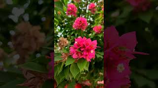 Beautiful hybrid flower plz guess the flower and plant name nature flowers naturelovers jammu [upl. by Lahcim451]