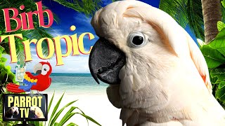 Birb Tropic  Tropical Reggae Music Mix and More for Birds  Parrot TV for Your Bird Room🍹 [upl. by Liahcim291]