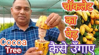 चॉकलेट का पेड़  cocoa tree  को कैसे उँगाऐ  how to grow cocoa plant [upl. by Nelleh544]