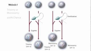 Visualizing Nondisjunction [upl. by Peterson484]