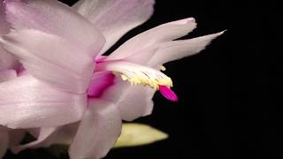 Christmas Cactus flower time lapse Schlumbergera [upl. by Krysta]