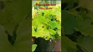 Lets watch my selloum philodendron। philodendron plants wow philodendronfanatic green fresh। [upl. by Ruberta913]