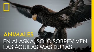 En Alaska solo sobreviven las águilas más duras  NATIONAL GEOGRAPHIC ESPAÑA [upl. by Northway]