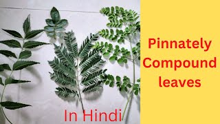 Pinnately Compound leaf what is itUnipinnateBipinnateTripinnatedecompound In Hindi [upl. by Zahara129]