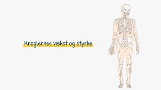 Bevægeapparatet Knoglernes vækst og styrke [upl. by Anivahs36]