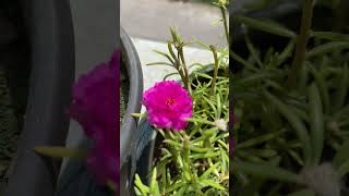 Portulaca natureportulacas gardenflowersplants portulacaplantrosemoss rosemossnatureflowers [upl. by Affer308]