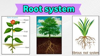 Root system and their types  Tap root and fibrous root in hindi [upl. by Atneciv]