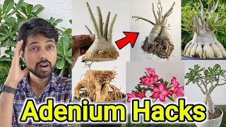 How to Get Adenium Caudex Bigger How to make Adenium Plant Soil Mix [upl. by Saber]