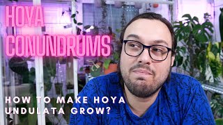 How to Make Hoya undulata Grow  Hoya Conundrums [upl. by Prudence]