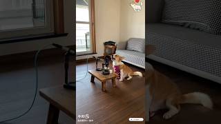 Dog Song foryou pets funnydogs singingdog funnyanimals youtubeshorts cute funny [upl. by Damalis]