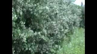 Kilimanjaro Cultivar Tree Lucerne in full bloom [upl. by Ashmead152]