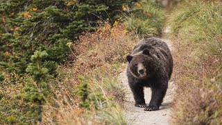 Grizzly Bear Glacier National Park Logans Pass [upl. by Tavey]