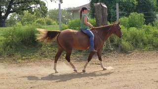 Riding RT Rosefleet bareback walk trot canter back 9417 [upl. by Nythsa]