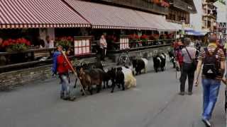 Zermatt Goat Parade [upl. by Wagner]