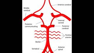 What is the Basal Cistern [upl. by Artined660]