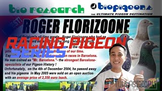 History of Roger Florizoone Pigeon  Racing Pigeon Se ft Bio Research Bio Pigeons  TUKLASibonPH [upl. by Neztnaj887]