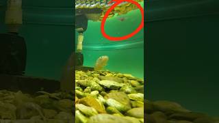 Crazy underwater feeding for my PET BASS bassfishing petbass viralvideo [upl. by Shulman378]