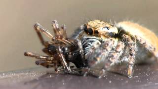 Jumping Spider Feasting on Other Spider ネコハエトリ♀が別種のクモを捕食吸汁 [upl. by Noreht]