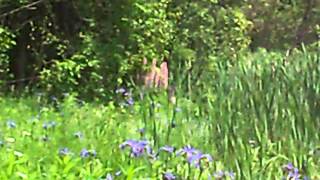 Pritchards Lake Sugarloaf Provincial Park Campbellton NB [upl. by Besnard]