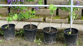 Weinreben StecklingeПроращивание черенков винограда Grapevine cuttings [upl. by Oinolopa]