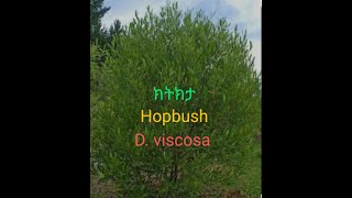 Ethiopian Plants  ክትክታ  Dodonaea viscosa [upl. by Hatokad]