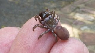 La curieuse mygale à chaussette Atypus affinis espèce bien de chez nous par André Lequet [upl. by Attenev]