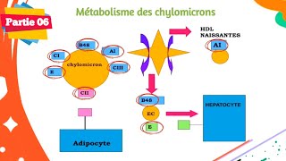 Biochimie  Métabolisme des lipides  Partie 0606  Les lipoprotéines [upl. by Anan536]