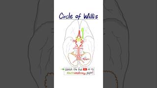 Neuroanatomy Arterial Circle of Willis…anatomy mbbs neuro biology science doctor nurse [upl. by Niroc933]